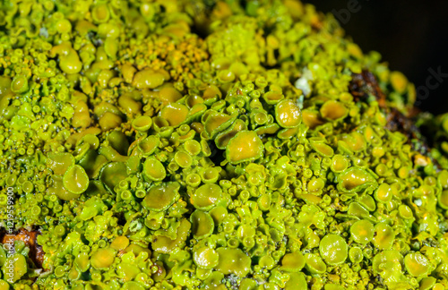 Xanthoria parietina - yellow-green lichen on a tree branch, Odessa photo