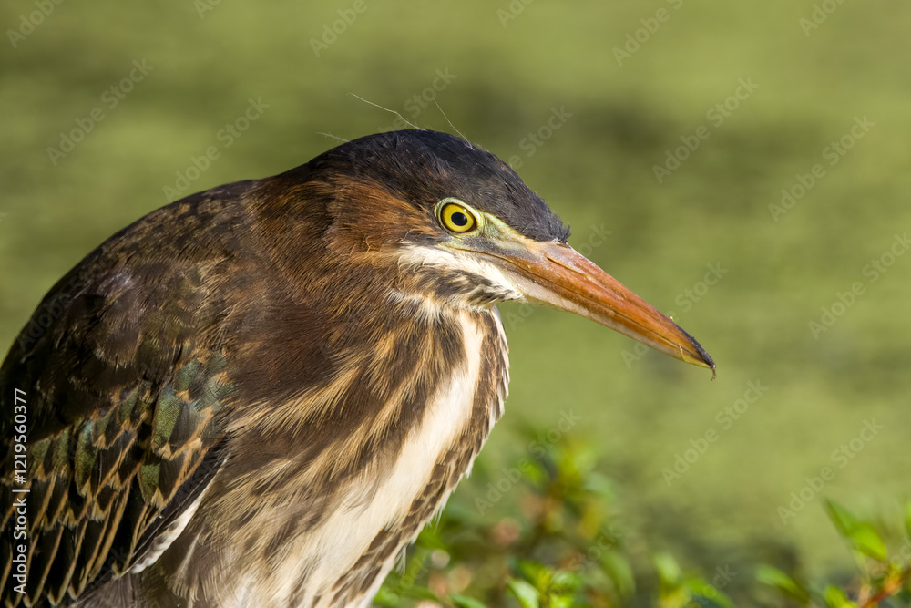 Green heron close up on edge of pond in green plants Green heron close up on edge of pond in green plants