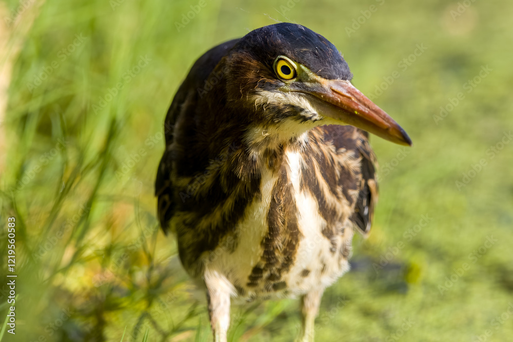 Green heron close up on edge of pond in green plants Green heron close up on edge of pond in green plants