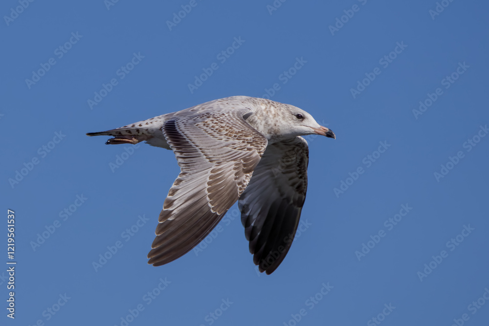 Fototapeta premium Ring-billed gull seagull in flight with blue sky background