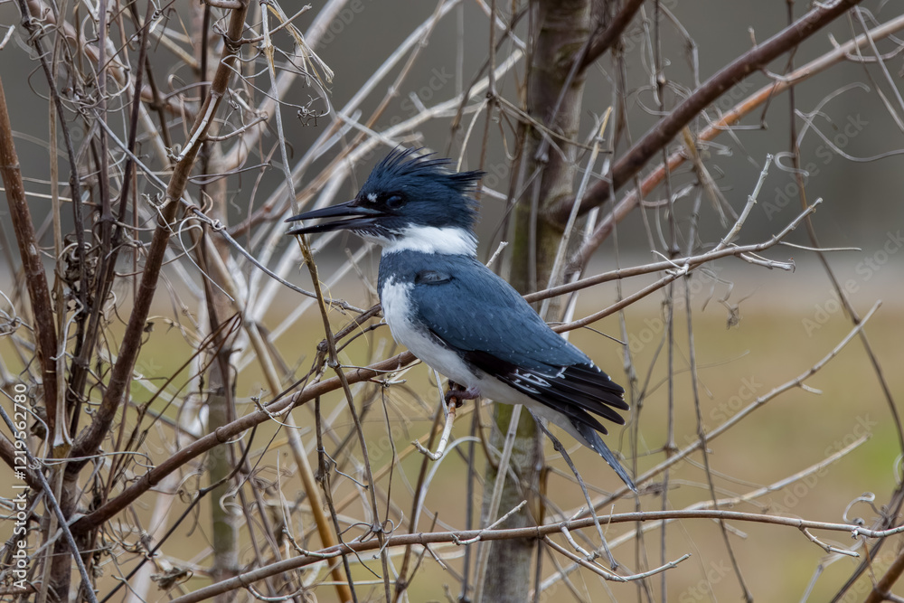 Belted kingfisher blue and white perched on limb Belted kingfisher blue and white perched on limb