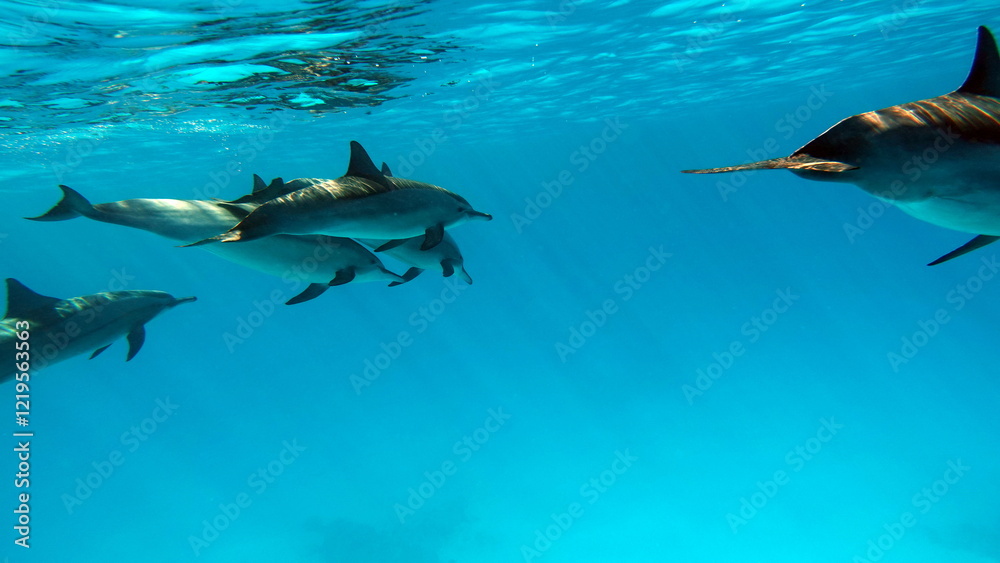 Dolphins. Spinner dolphin. Stenella longirostris is a small dolphin that lives in tropical coastal waters around the world. Dolphins. Spinner dolphin. Stenella longirostris is a small dolphin that lives in tropical coastal waters around the world.