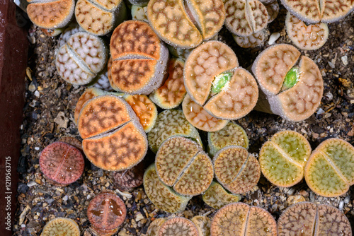 Mesembs Lithops sp. -  South African plant from Namibia in the botanical collection of super succulent plants photo