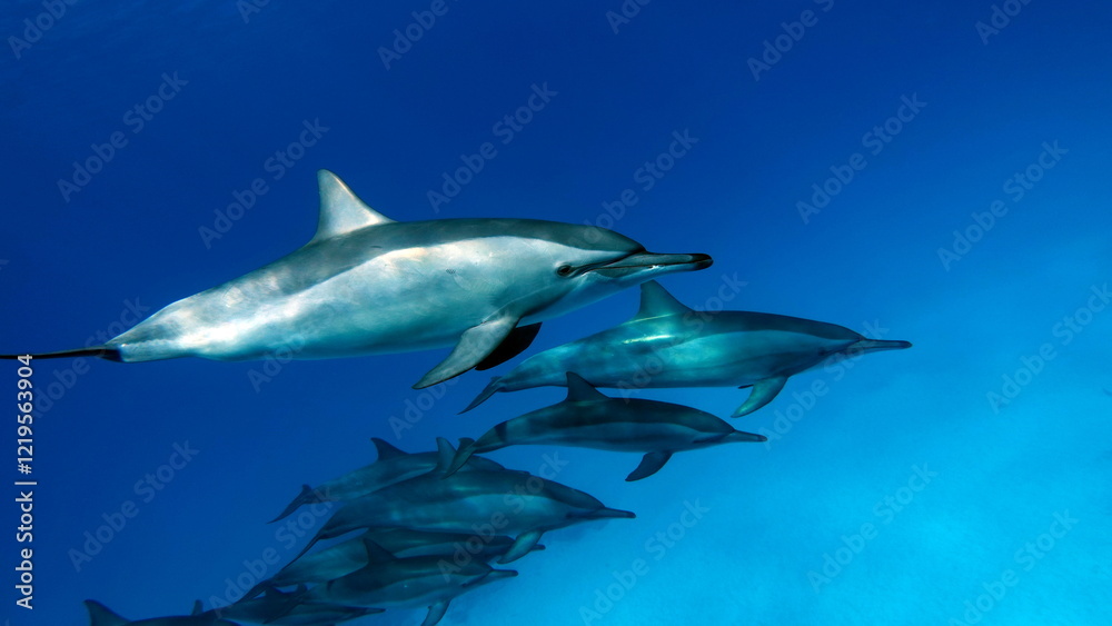 Obraz premium Dolphins. Spinner dolphin. Stenella longirostris is a small dolphin that lives in tropical coastal waters around the world. 