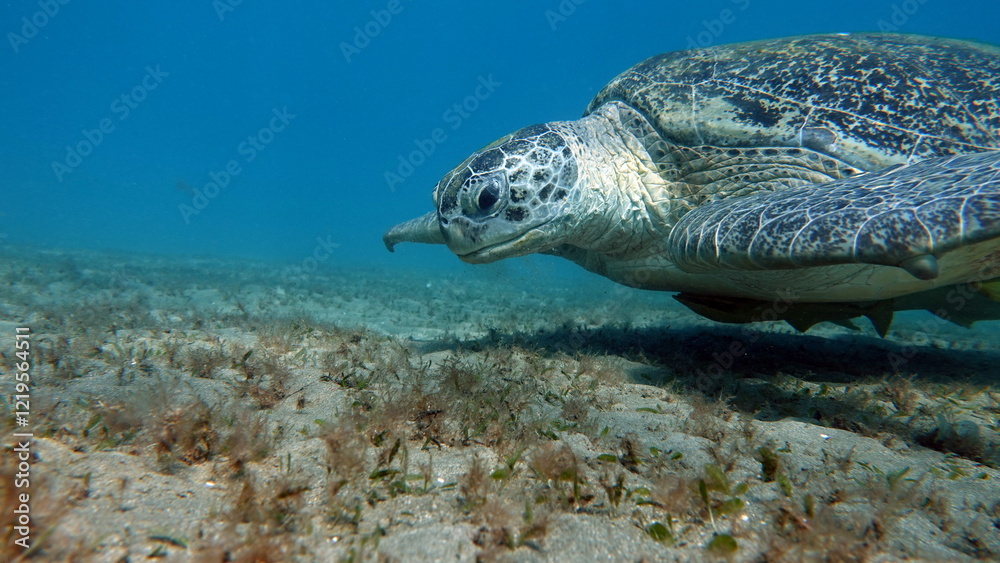 Obraz premium Big Green turtle , Green turtles are the largest of all sea turtles. A typical adult is 3 to 4 feet long and weighs between 300 and 350 pounds.