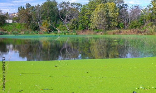 Flat surface of water in a quiet lake covered with floating aquatic plants Wolffia, Duckweed Lemna and Pistia stratiotes, Ukraine photo