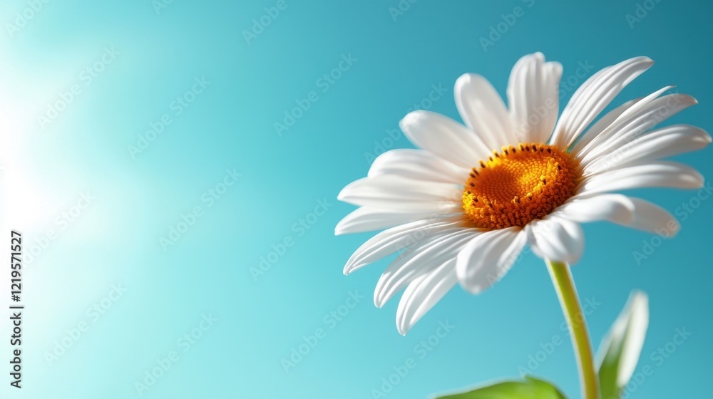 A single white flower with a yellow center on a blue background A single white flower with a yellow center on a blue background