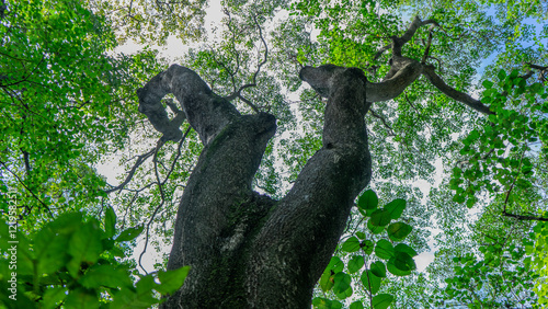 Arbol Gigante 