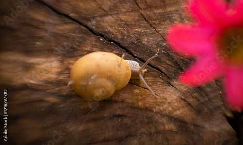 Caracol sobre madera rosa 
