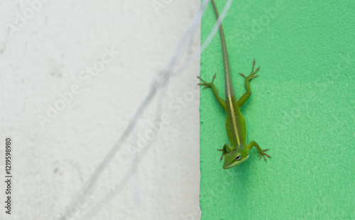 Lagarto verde sobre pared 