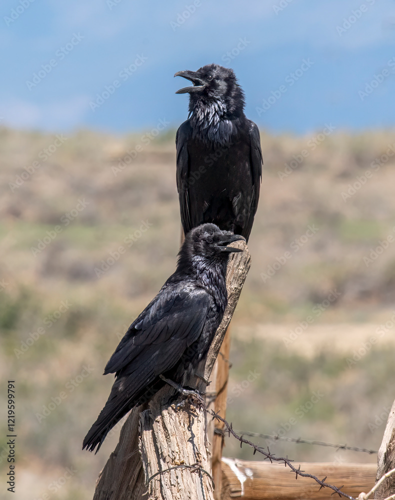 Fototapeta premium Pair of Common Ravens