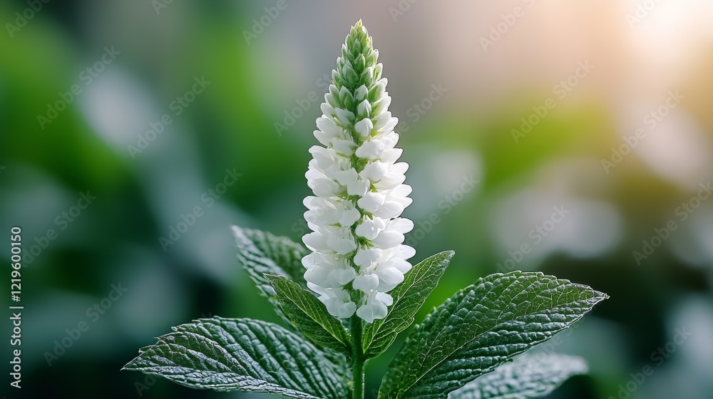 a close up of a white flower on a plant with green leaves, set against a blurred background The flower appears to be a goat's rue, with its delicate petals and vibrant green leaves a close up of a white flower on a plant with green leaves, set against a blurred background The flower appears to be a goat's rue, with its delicate petals and vibrant green leaves