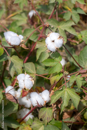 Cotton fields ready for har...
