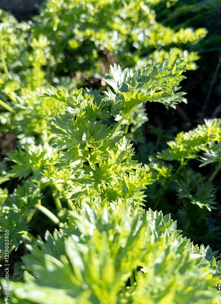 Apium graveolens (wild celery) plant in garden at sunny day, vertical