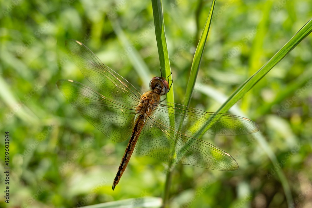 Pantala flavescens, globe skimmer wanderer dragonfly on plant