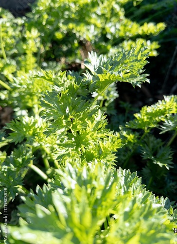 Obraz na płótnie Apium graveolens (wild celery) plant in garden at sunny day, vertical w salonie