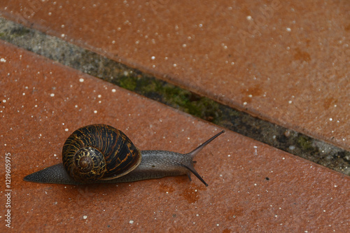 Snail walking on the ground