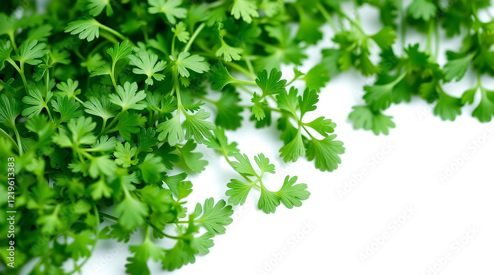 Fresh Cilantro, Close up Fresh Cilantro, Close up