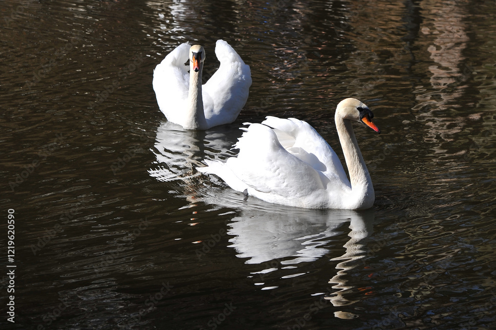 Two white wild swans( Cygnus olor) swimming on the lake. Two white wild swans( Cygnus olor) swimming on the lake.