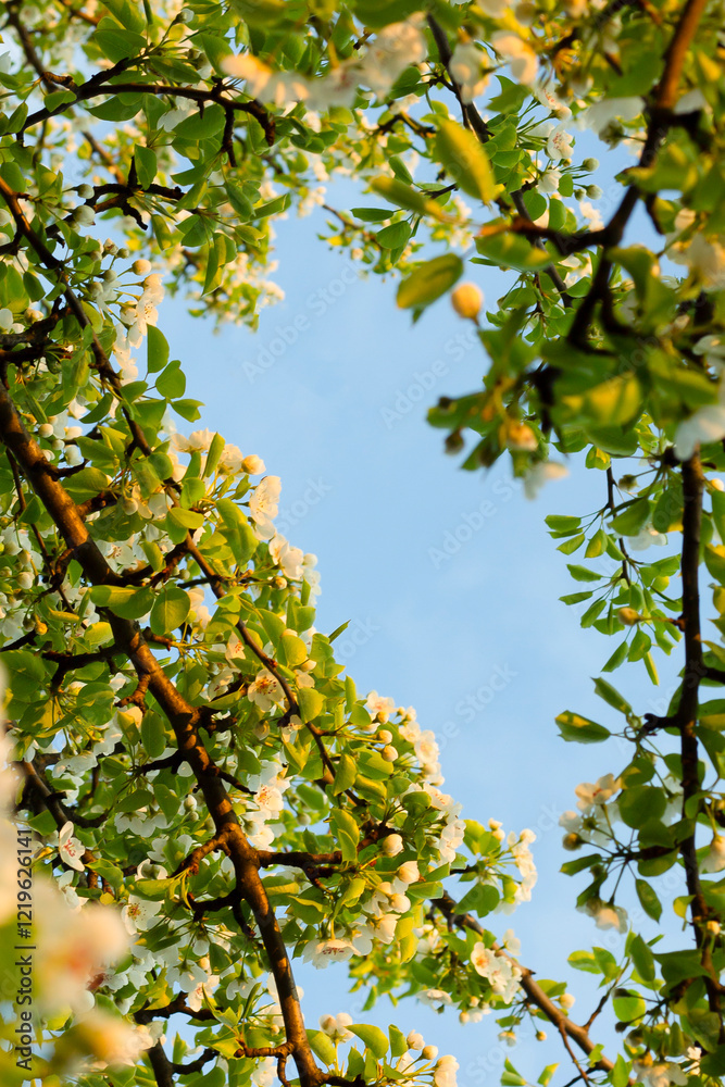 Fototapeta premium leaves against the blue sky