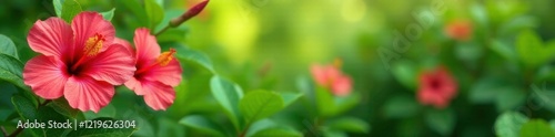 Colorful hibiscus flowers in a lush green background with soft focus, hibiscus, garden
