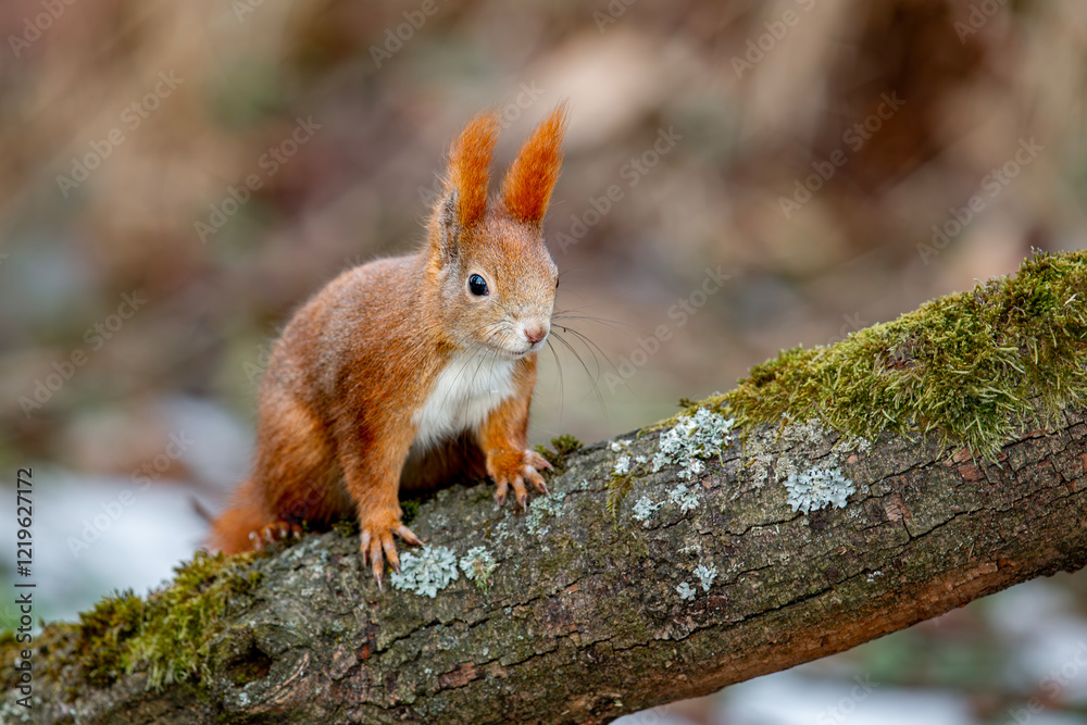 Wiewiórka pospolita, Red squirrel (Sciurus vulgaris)	
