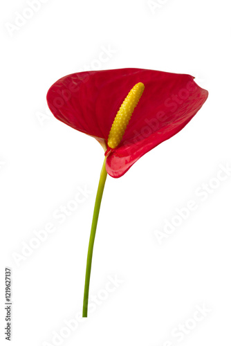 Elegant Red Anthurium Flower Isolated Against Transparent Background