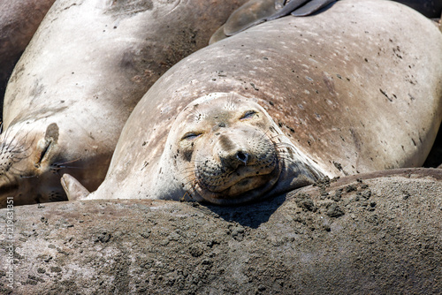 Elephant Seal Cow lounging in a colony of elephant seals on the sandy beach at Piedras Blancas Marine Reserve
