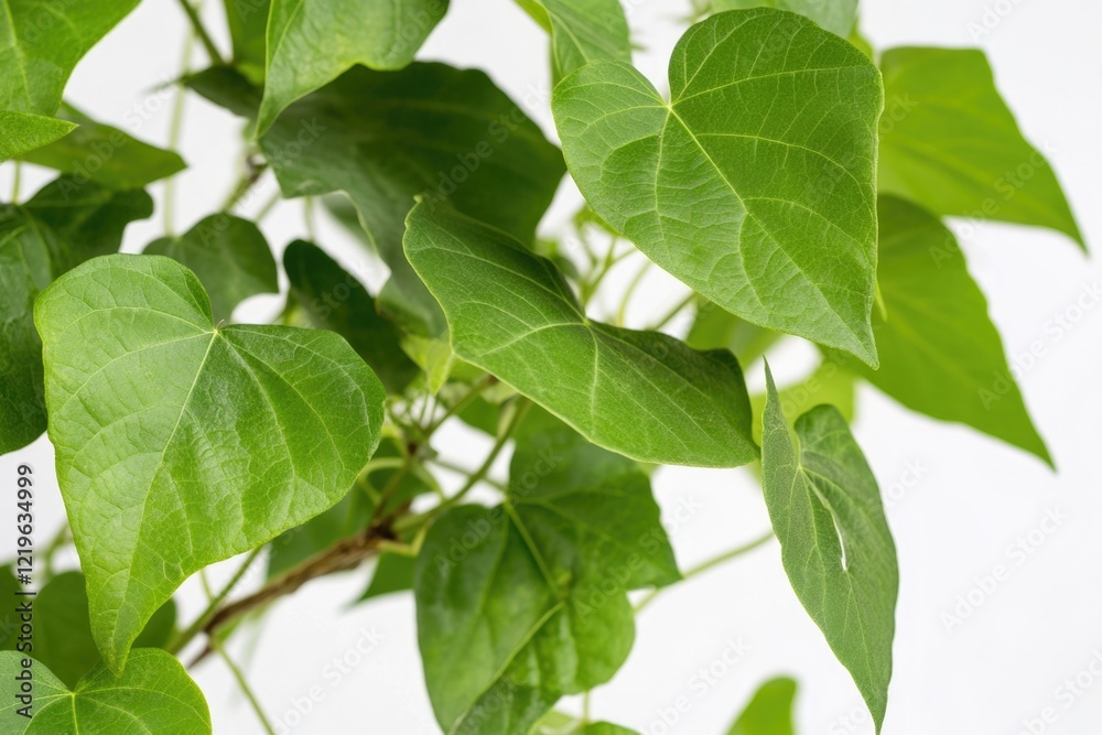 Detailed view of a plant's foliage Detailed view of a plant's foliage