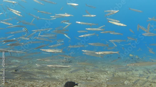 Wallpaper Mural School of yellowtail barracuda in the blue sea. Underwater video Torontodigital.ca