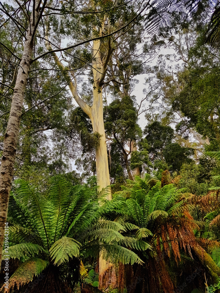 Fototapeta premium Giant white gums, Eucalyptus viminalis, the tallest trees in Australia, in the lush temperate forest of Evercreech Forest Reserve, Tasmania.