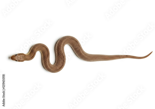 Brown Snake with straight body isolated on white background photo