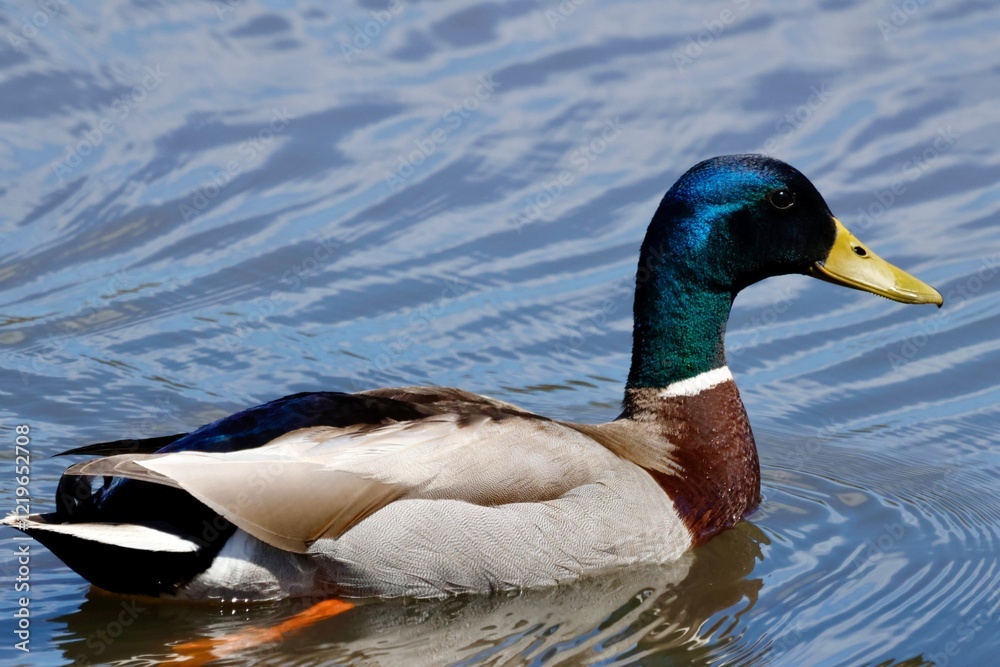 Obraz premium Duck on a lake