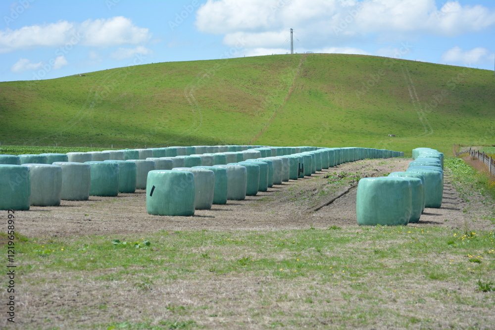Obraz premium Balage placed on brassica crop