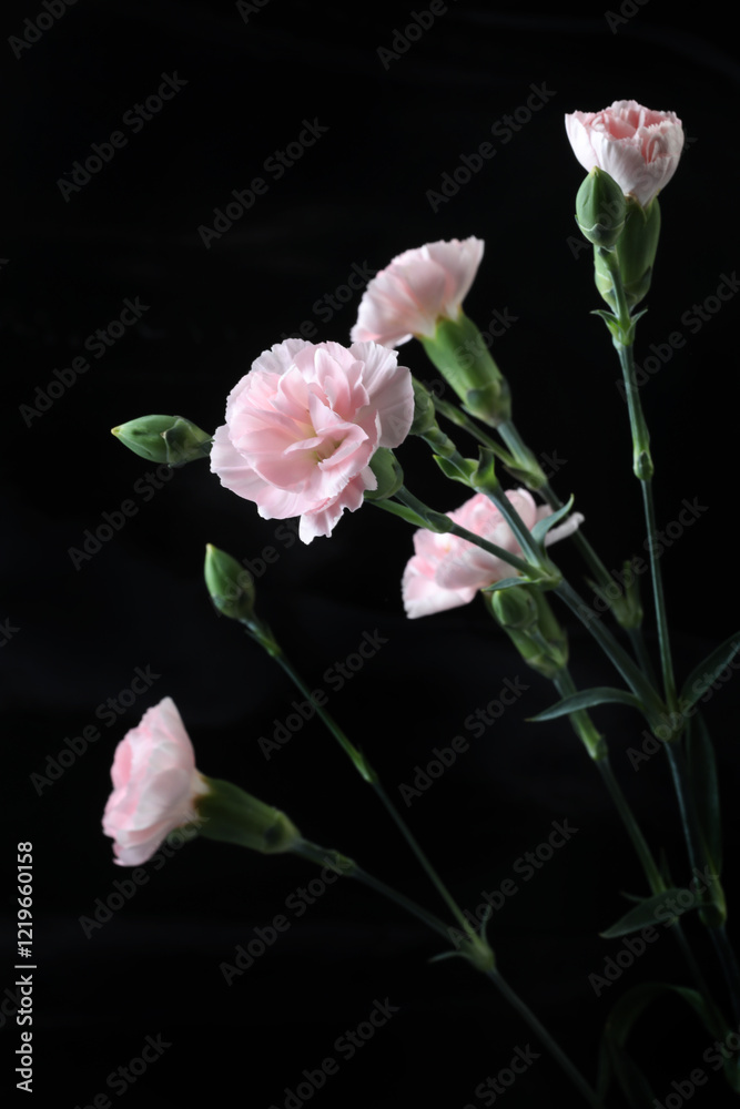 Obraz premium beautiful carnation on dark background, summer concept, close view
