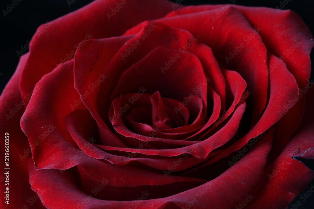 macro shot of a red rose with dew on a black background macro shot of a red rose with dew on a black background
