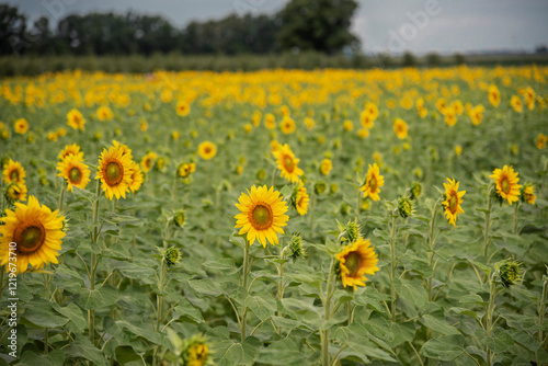 Field of Sunflowers in Bloom