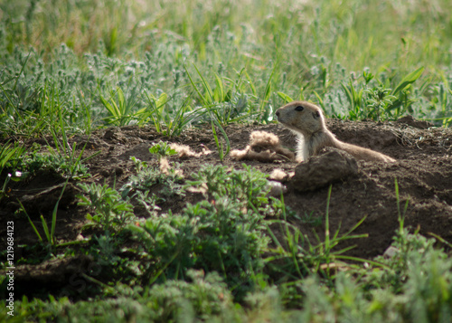 Prairie Dog appearing from burrow