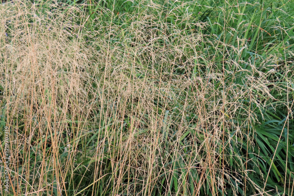 Obraz premium abstract nature background, dry autumn yellow grass