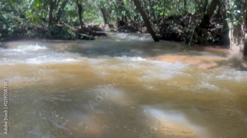stream in the forest