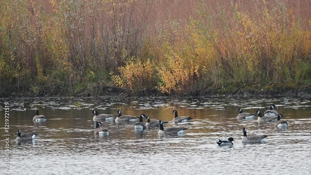 Canada Geese and Mallard Ducks Canada Geese and Mallard Ducks