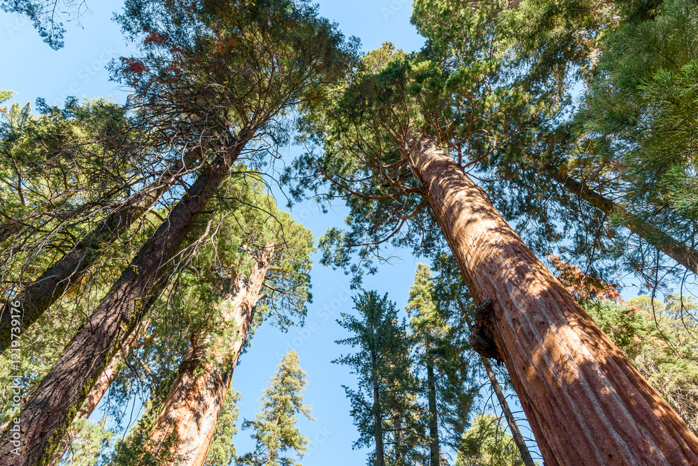 Fototapeta premium View form below of giant sequoia trees on a clear autumn morning