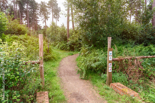 Deserted unpaved path for hikers and cyclists through a wood in countryside of Belgium in summer photo