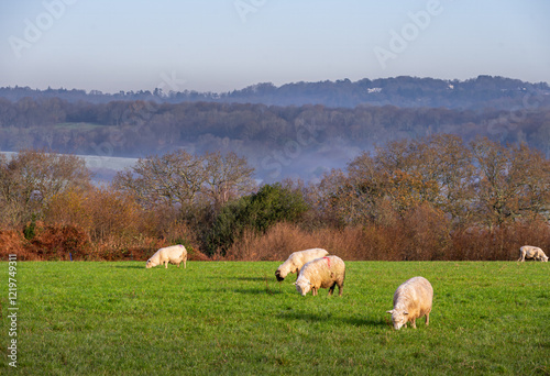 Sheep in a field in High Weald, East Sussex, England, in autumn