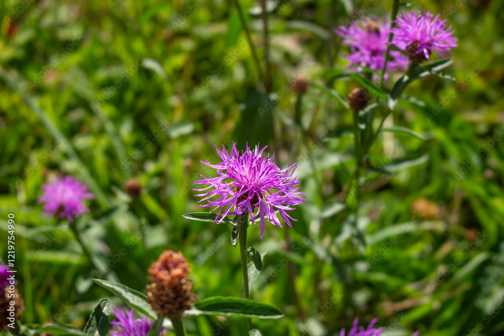 Clover (Trifolium pratense) grows in the meadow among the grasses Clover (Trifolium pratense) grows in the meadow among the grasses