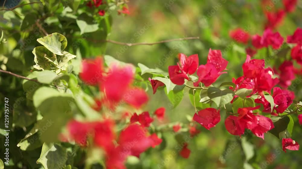 Flowers and leaves Flowers and leaves