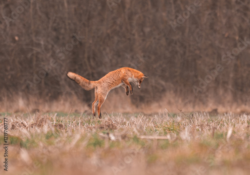 An action sequence of a fox jumping and diving into a field