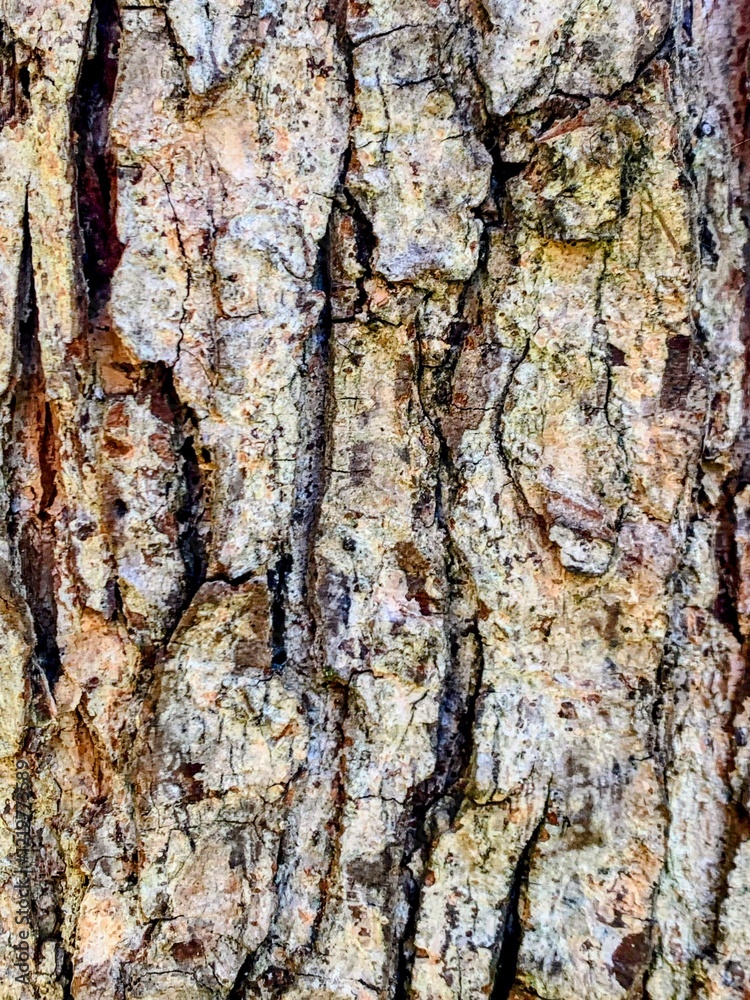 Fototapeta premium texture