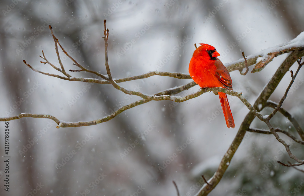 Northern cardinal male sits on a branch on a snowy January day showing bright red a gray background Northern cardinal male sits on a branch on a snowy January day showing bright red a gray background