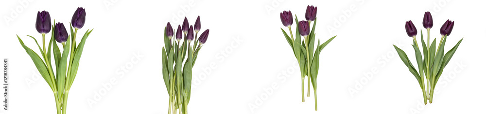Elegant dark purple tulip branch on white background, cut out collection pack Elegant dark purple tulip branch on white background, cut out collection pack